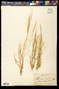 Aristida funiculata image
