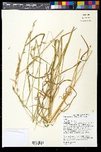 Arrhenatherum elatius image