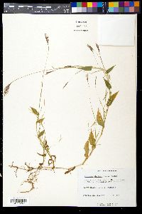 Arthraxon hispidus image