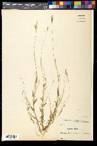 Media resource of Arthraxon ciliaris