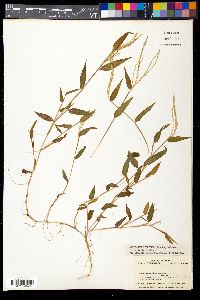 Arthraxon hispidus image
