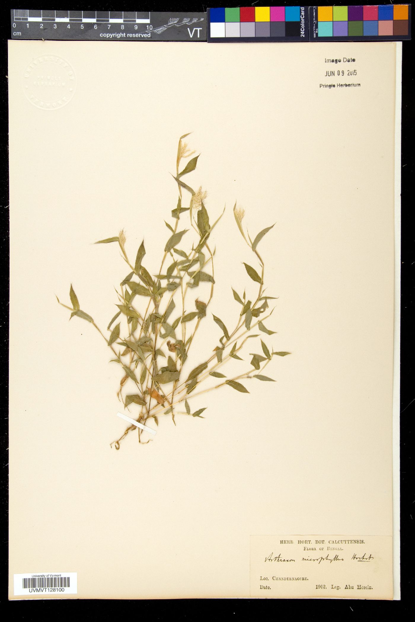 Arthraxon microphyllus image
