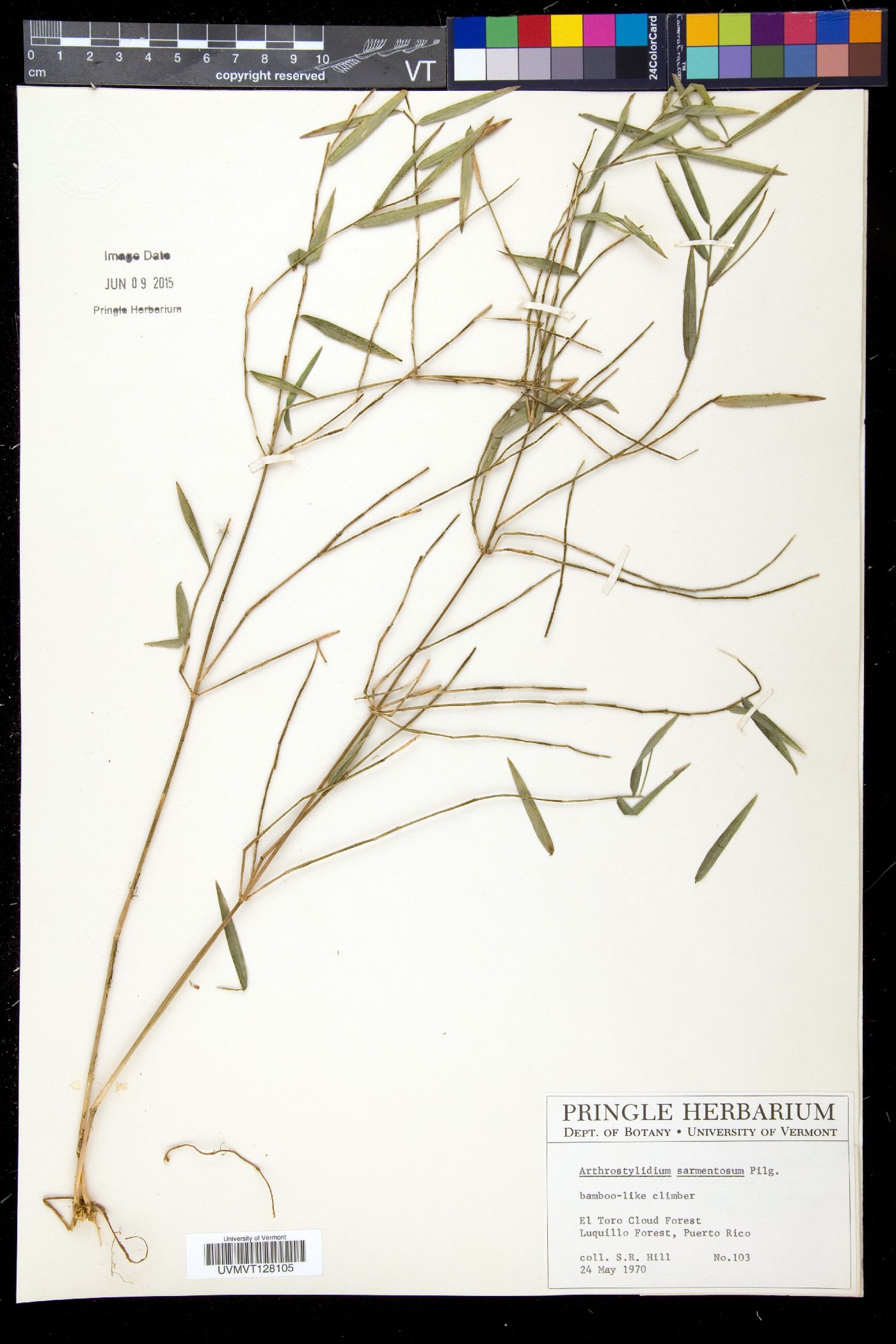 Arthrostylidium sarmentosum image