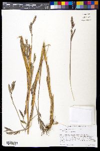 Arundinaria gigantea image