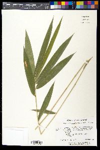 Arundinaria gigantea image