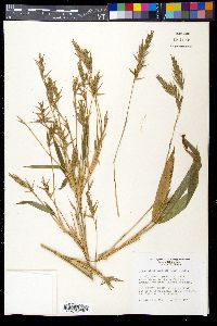 Arundinaria gigantea image
