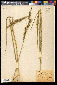 Media resource of Arundinella nepalensis