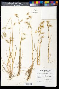 Avena sativa image