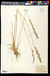 Helictotrichon pratense image