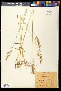 Avena barbata image