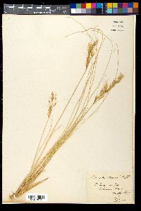 Aristida dichotoma image