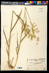 Media resource of Avena diffusa