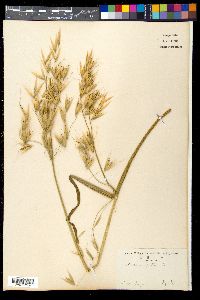 Avena fatua image
