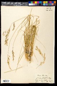 Media resource of Helictotrichon filifolium
