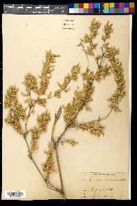 Bambusa arundinacea image