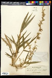 Media resource of Bambusa blumeana