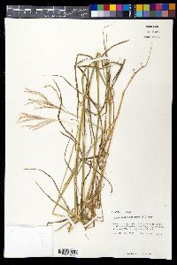 Bothriochloa ischaemum image