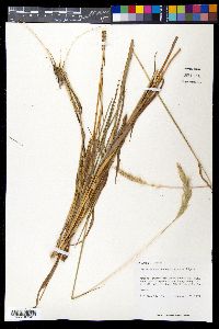 Bothriochloa saccharoides image