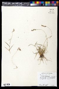Bouteloua chondrosioides image