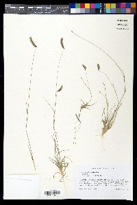 Bouteloua hirsuta image