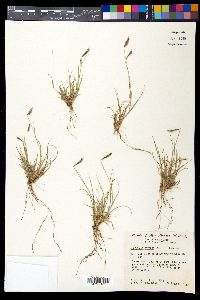 Bouteloua hirsuta image