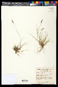 Bouteloua hirsuta image