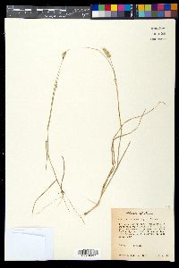 Bouteloua hirsuta image