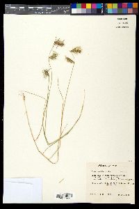 Bouteloua hirsuta image