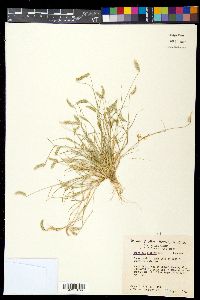 Bouteloua simplex image