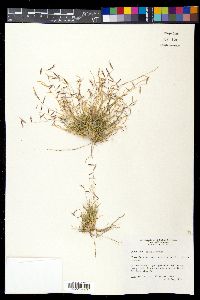 Bouteloua trifida image