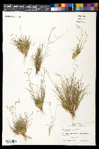 Bouteloua trifida image