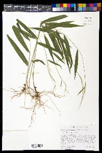Brachyelytrum erectum image