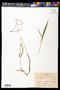 Brachypodium sylvaticum image