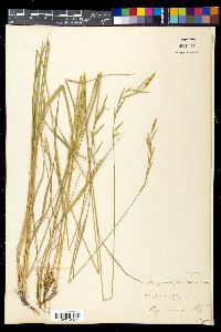 Brachypodium pinnatum image