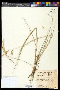 Bromus lanatipes image