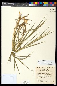 Bromus ciliatus var. ciliatus image