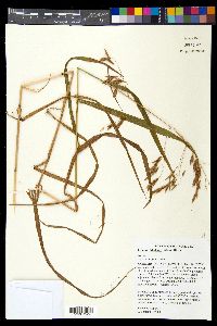 Bromus latiglumis image