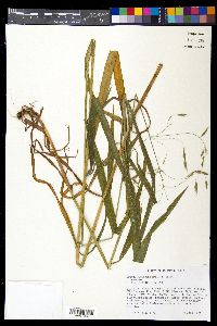 Bromus pubescens image