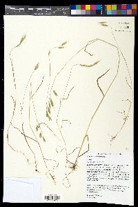 Bromus racemosus image