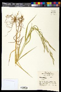 Bromus racemosus image