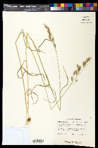 Bromus racemosus image