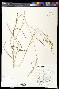 Bromus racemosus image
