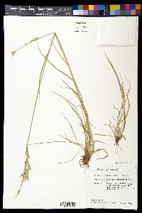 Bromus catharticus image