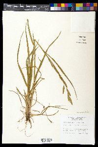 Bromus catharticus image