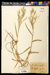 Bromus arvensis image