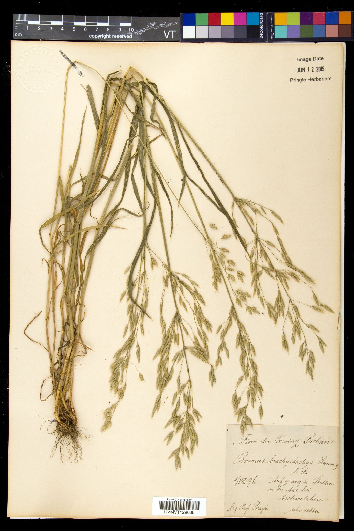 Bromus brachystachys image