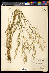 Media resource of Bromus brachystachys