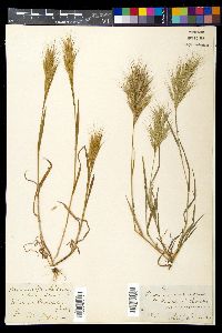 Bromus diandrus image