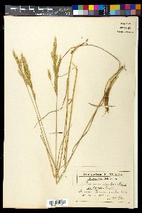 Bromus erectus image