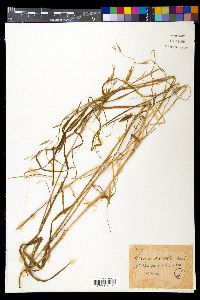 Bromus carinatus image